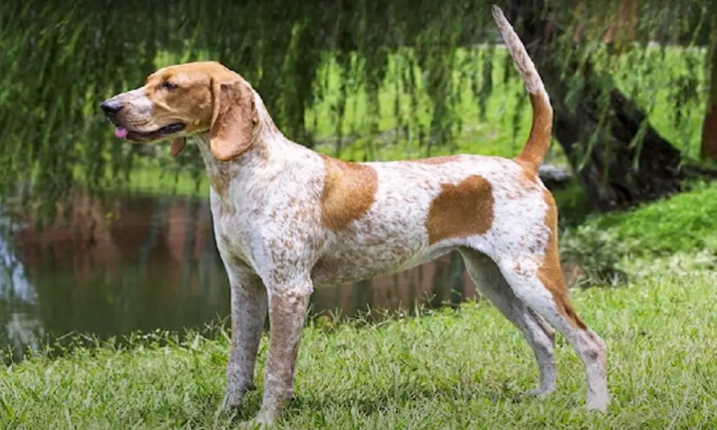 Ameerika inglise coonhound seisab valvel veetiigi lähedal
