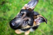 german shepherd puppy pictures