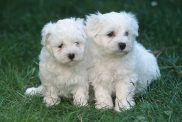 maltese puppy 13 e1571849294586