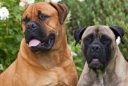 mastiff dog breed names e1644258032879