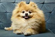 pomeranian dog breed names e1594230606930