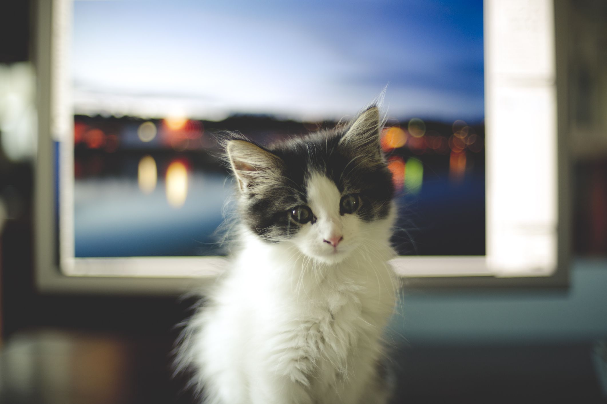 Kassipoeg arvutiekraani ees