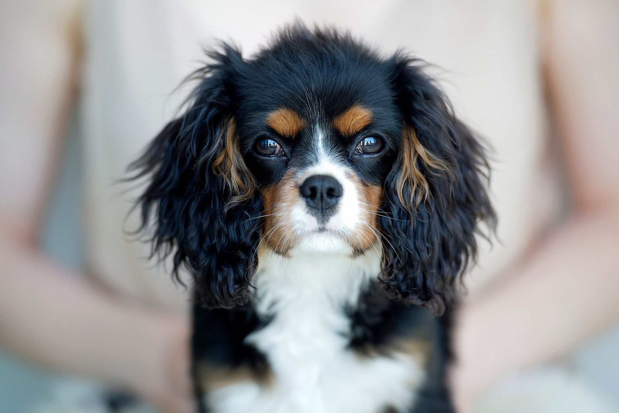 Cavalier King Charlesi spanjel; väljamõeldud koeranimed