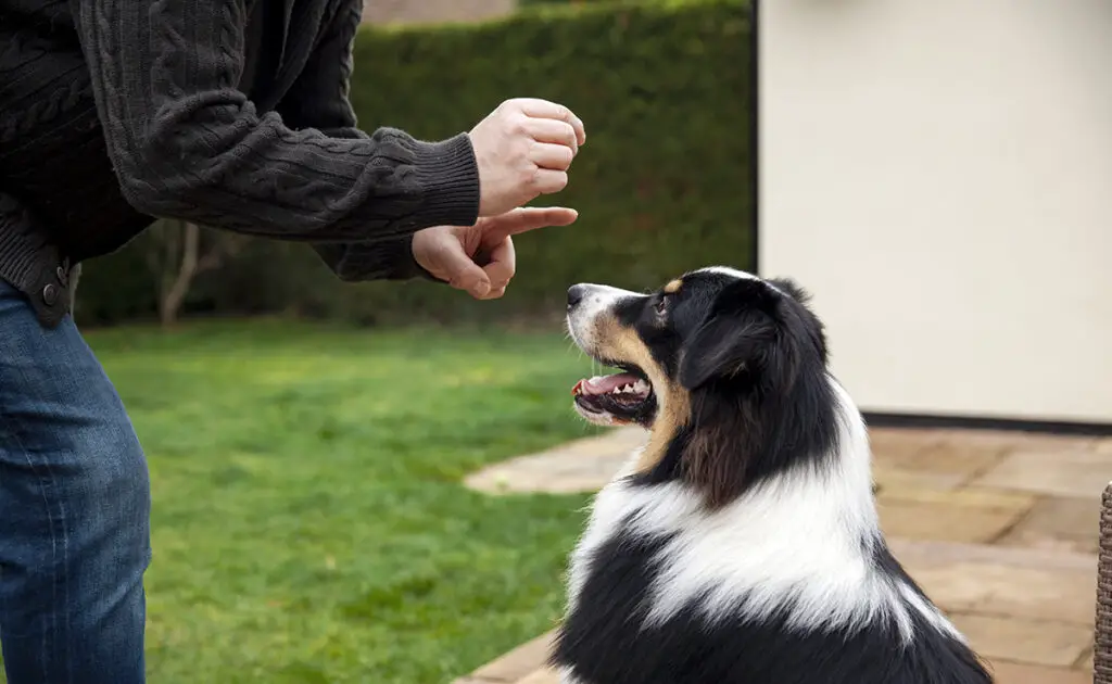 apprendre chien calmer 152712 1200 738