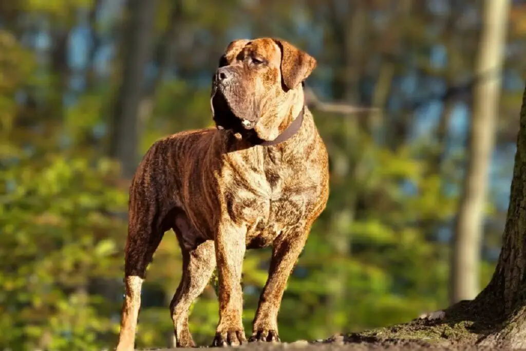 10 koera, kes võivad hundi tappa