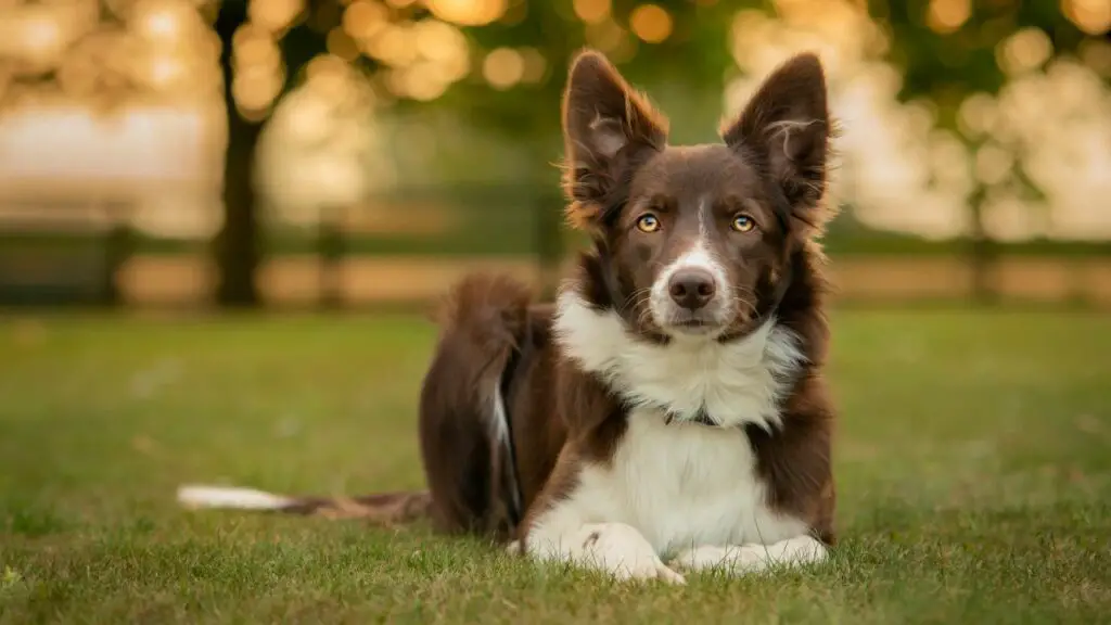 Bordercollie miinused