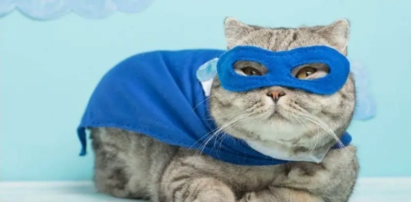 1728595818 Superhero Cat Names