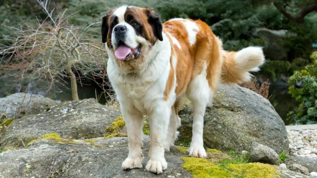 1728855915 898 Saint Bernard