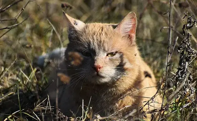 1729174818 Haitian Cat Names