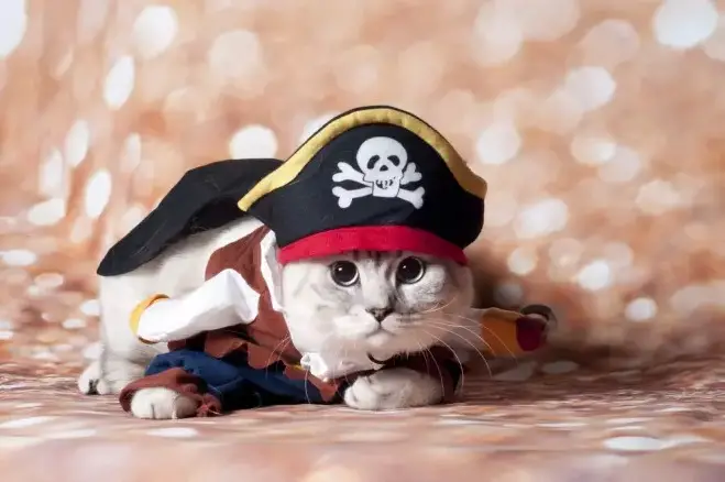 1729242628 Pirate Cat Names