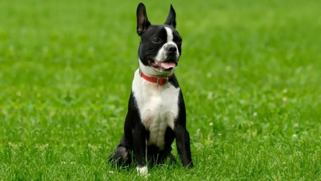 1729387818 393 boston terrier 5