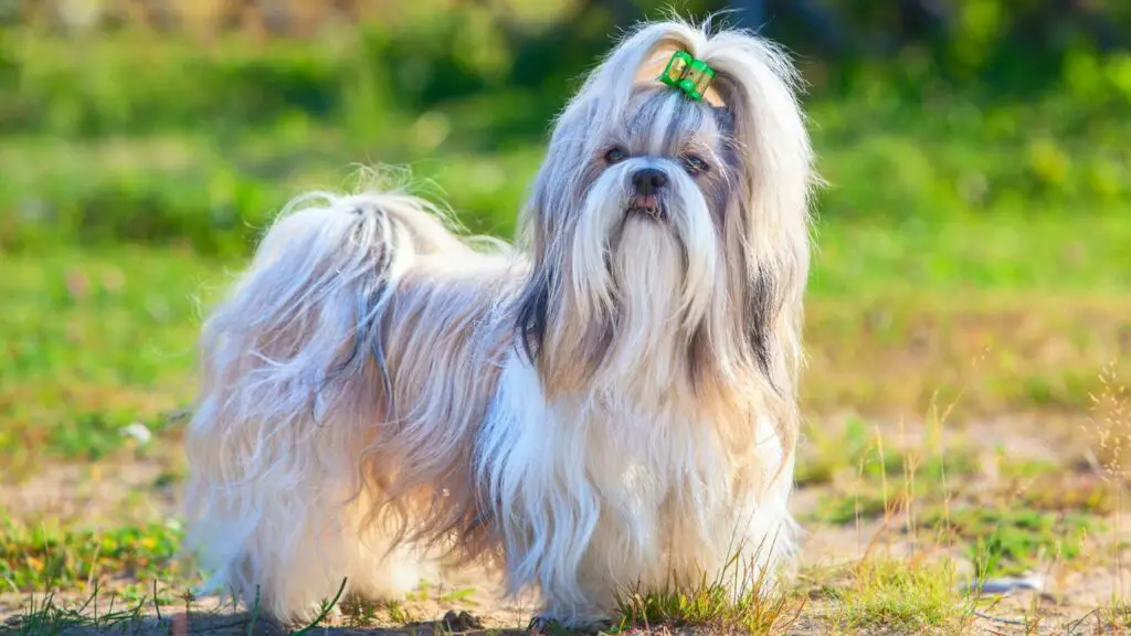 1729387818 796 Shih Tzu 1 1