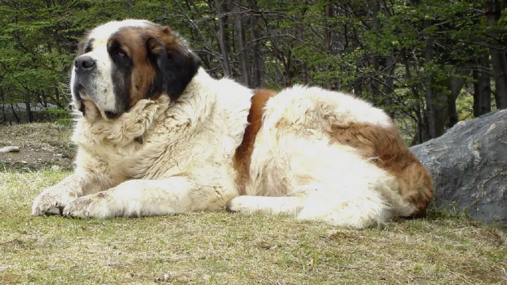 1729387822 163 Saint Bernard