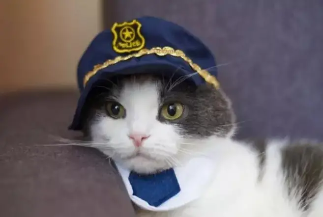 1729409118 Police Cat Names