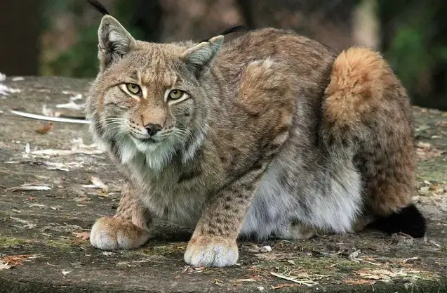 1729418418 Lynx Cat Names