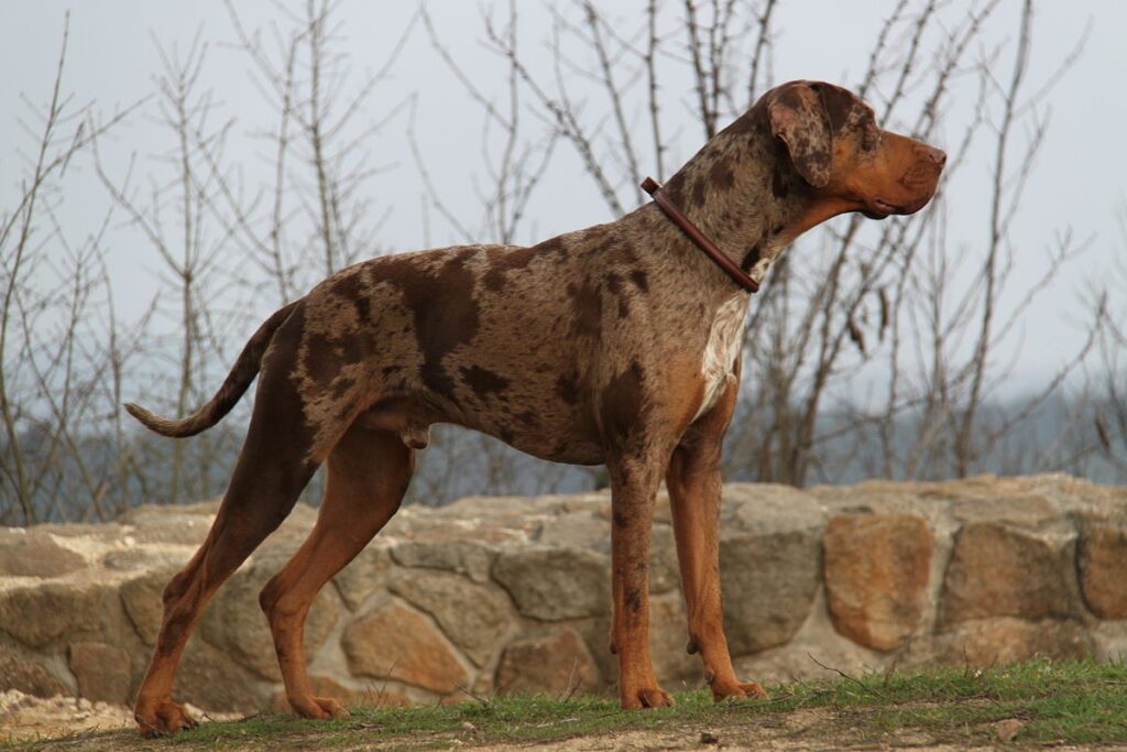 Catahoula leopardkoer