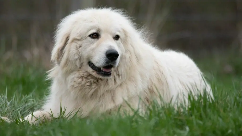 1730158220 322 Great Pyrenees 3