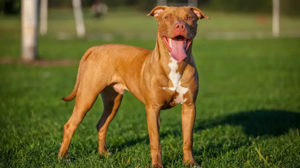 1730158220 851 American Pit Bull Terrier 1