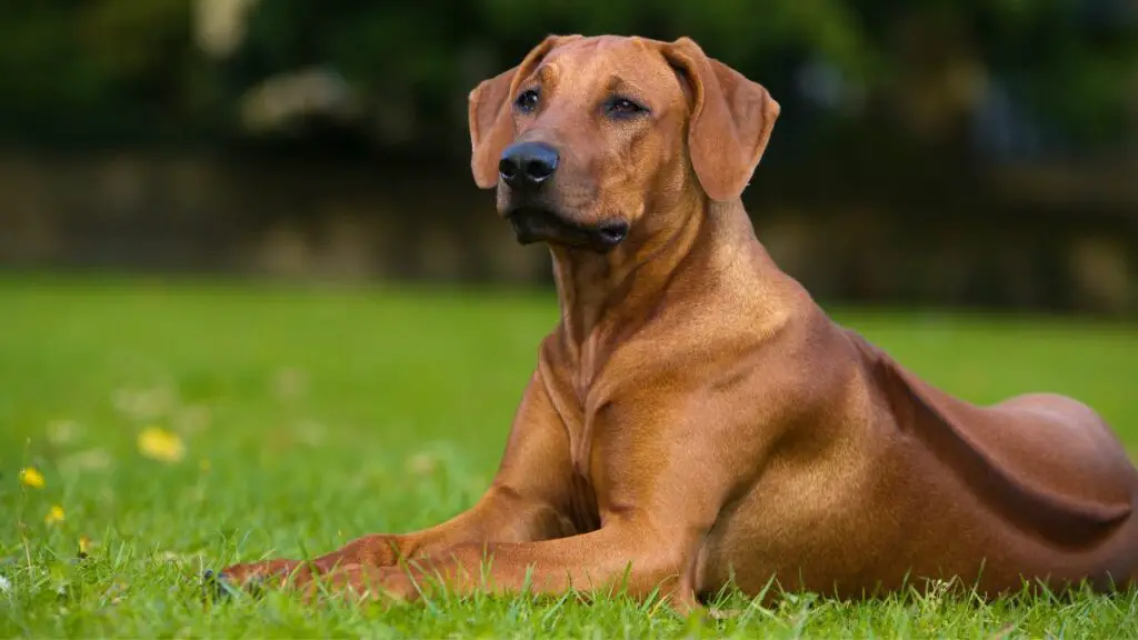 1730158221 650 Rhodesian Ridgeback 4