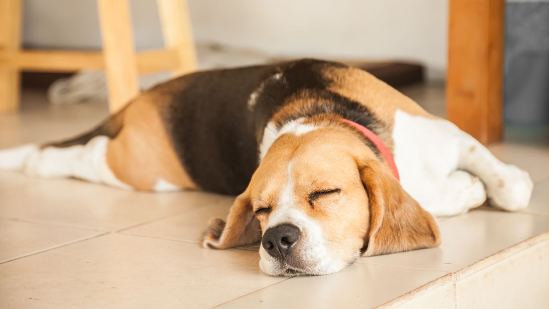 7 Dog Breeds with the Funniest Sleep Positions