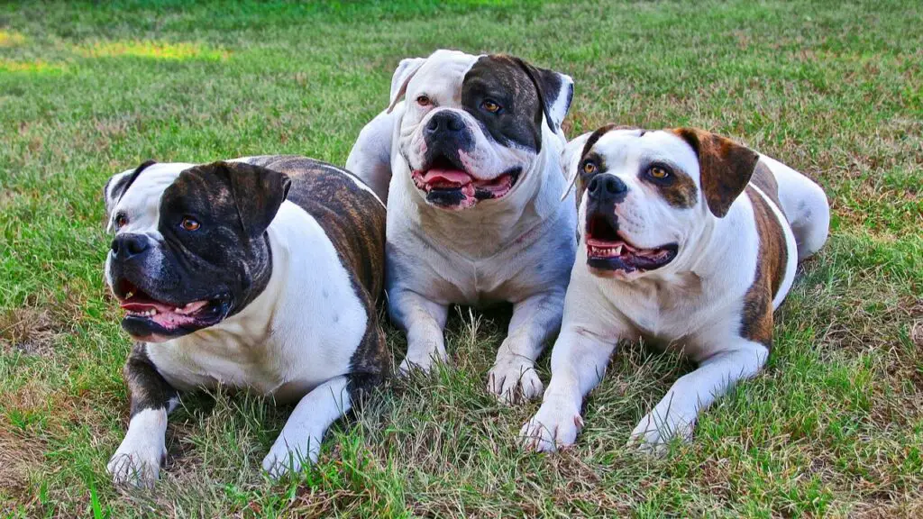 American Bulldogs