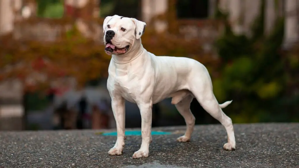 American Dog Breeds That Dont Shed