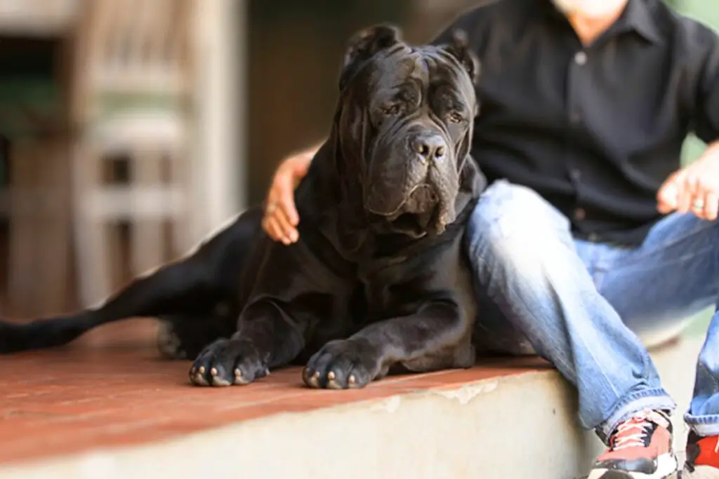 Kas Cane Corso perekonna koerad