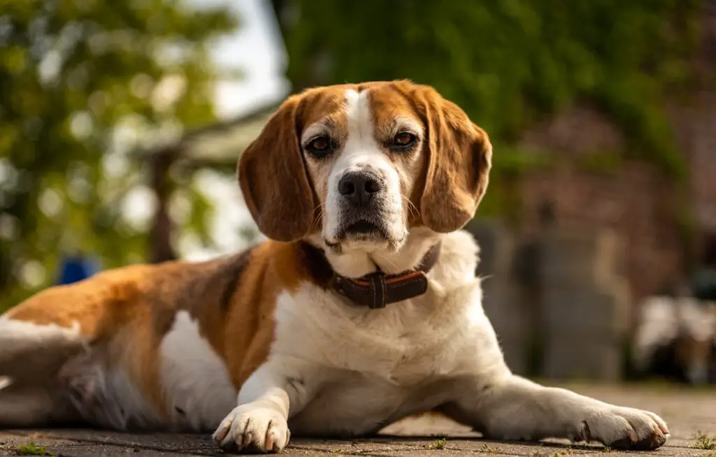 Kas Beagle võib olla kaitsekoer