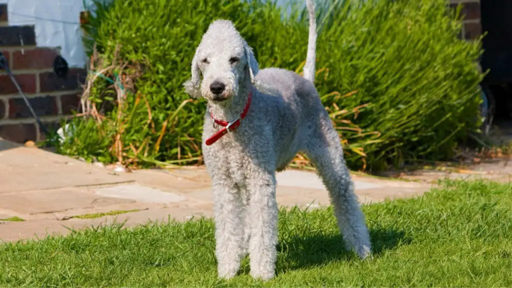 Bedlington Terrier