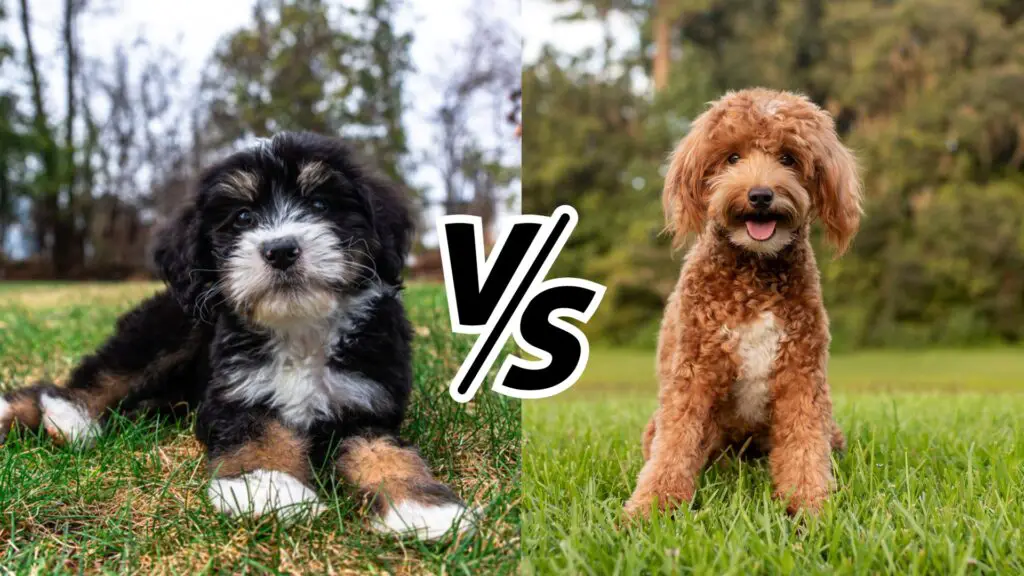 Bernedoodle vs. Goldendoodle 2