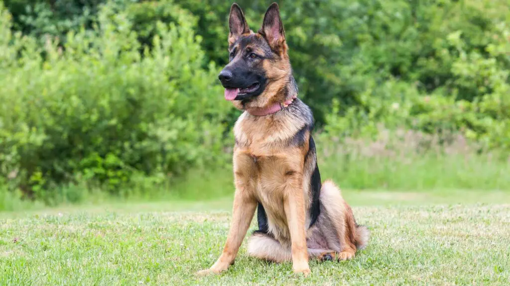 Best Guard Dog Breeds in Canada