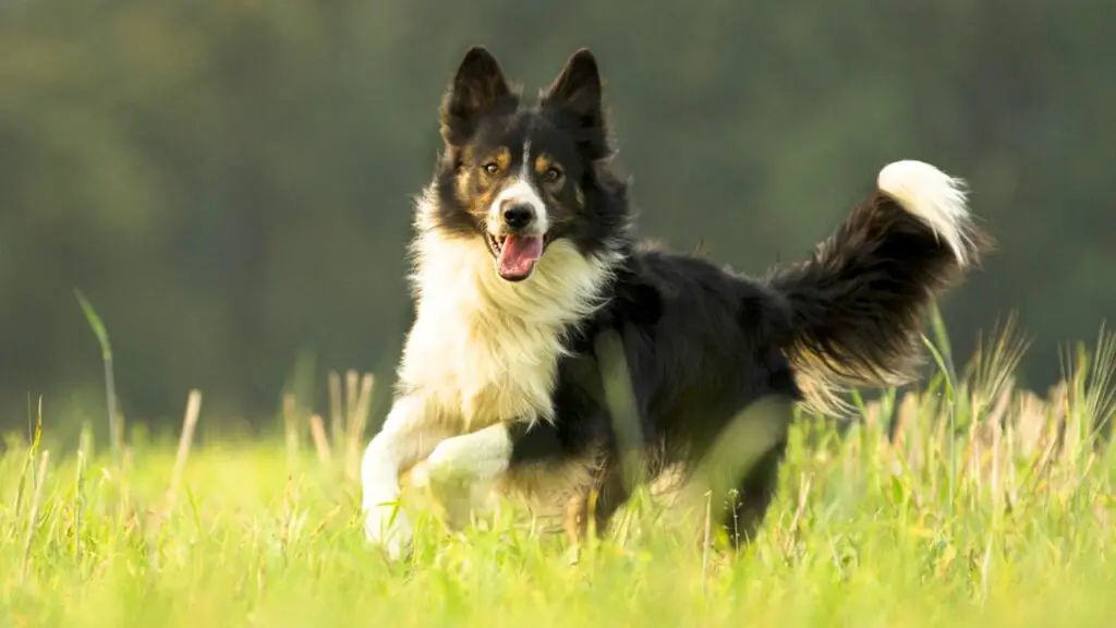 Bordercollie plussid ja miinused