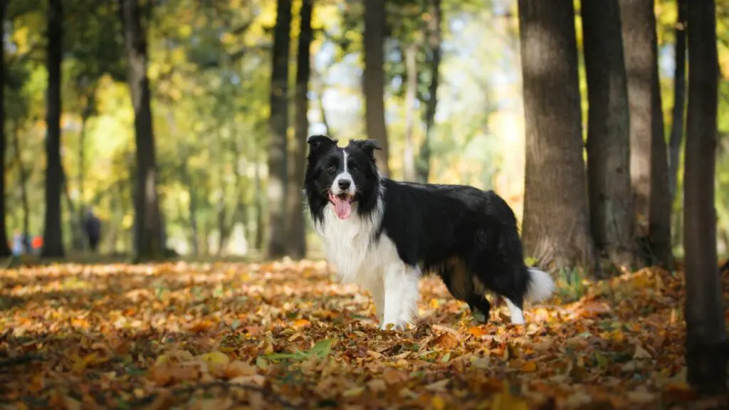 miks peaksite endale bordercollie hankima
