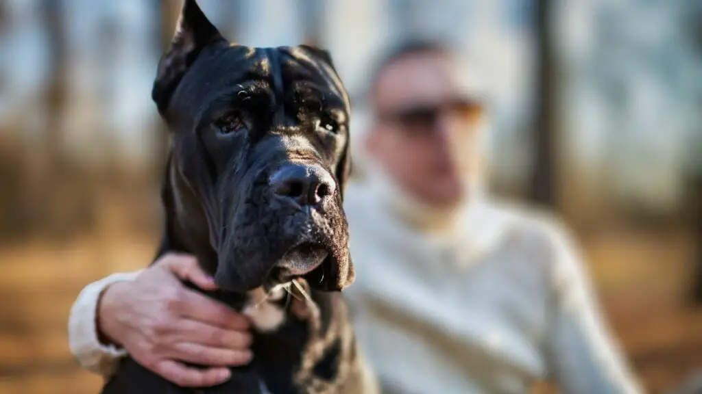 Cane Corso 1