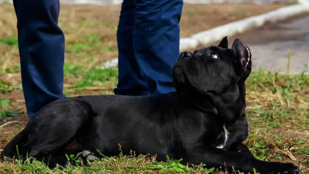 on cane corso head perekoerad