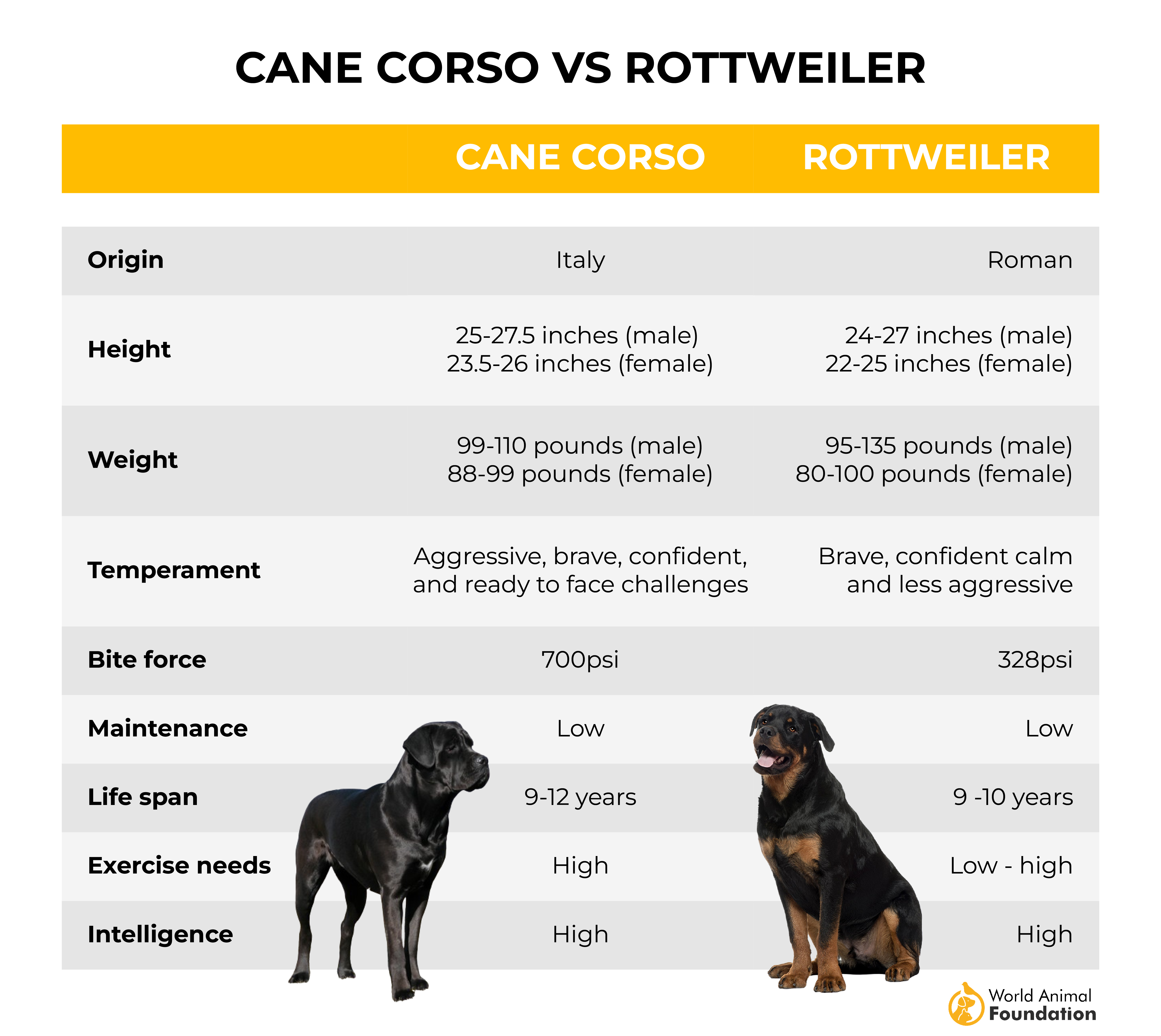 Cane Corso vs rottweiler