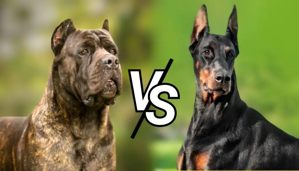 Cane Corso vs. Doberman