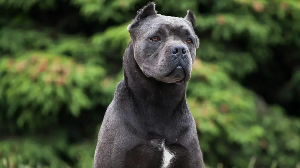 kui suureks saab cane corso saada