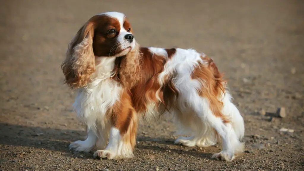 Cavalier King Charlesi spanjel