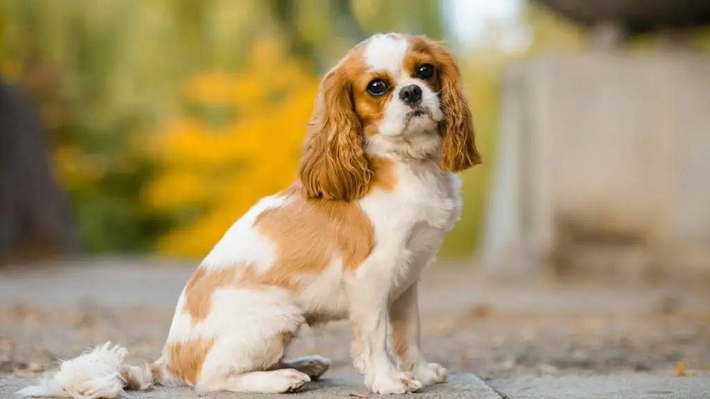 Cavalier King Charles Spaniel 6