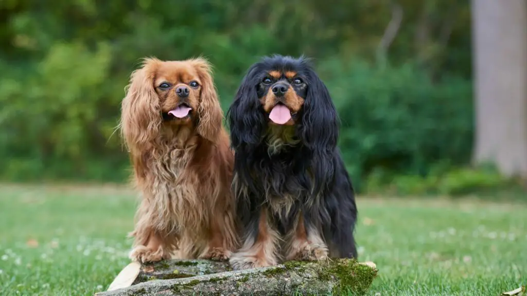 Cavalier King Charles Spaniels