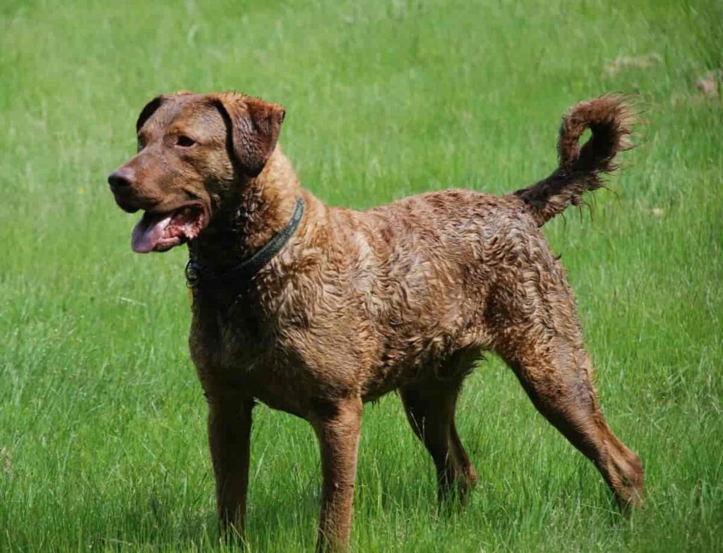 Chesapeake'i lahe retriiver