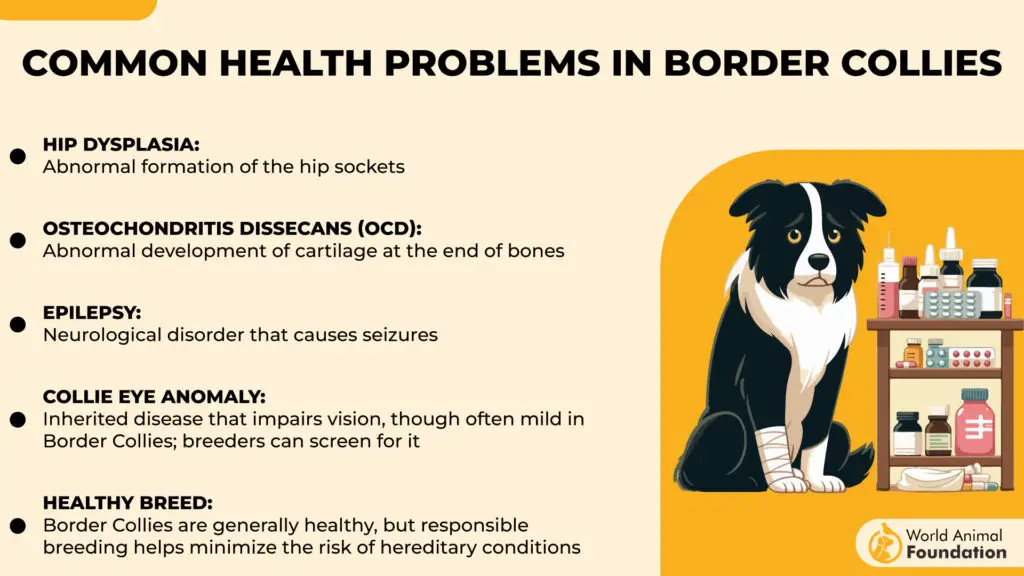 Borderkollide tavalised terviseprobleemid