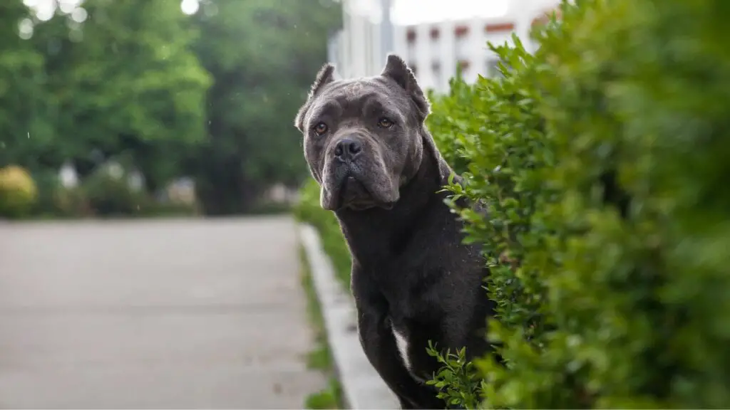 Cane Corso miinused