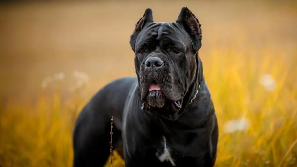 Itaalia kuningas cane corso koerad