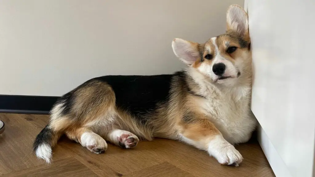 corgi magab selili