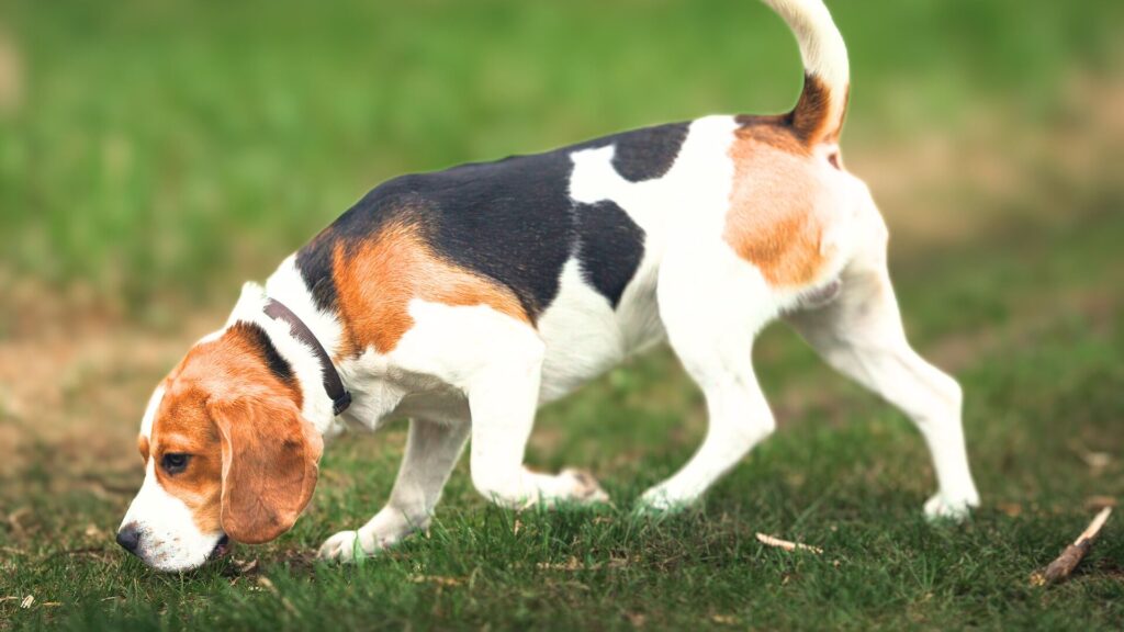 Deer Tracking Dogs