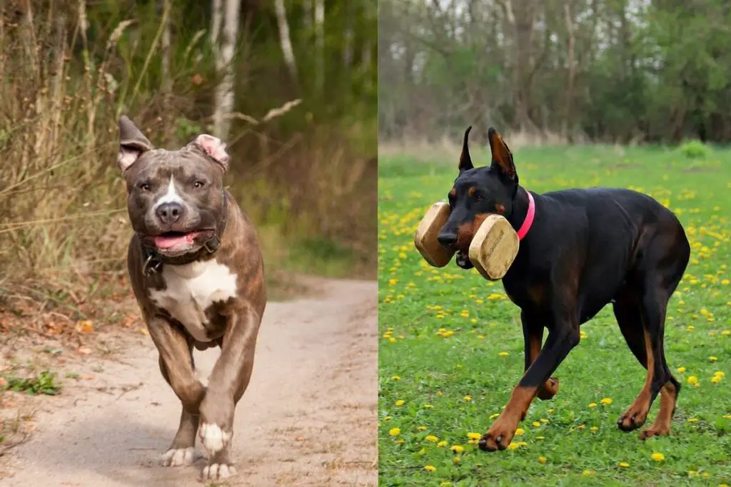 pitbull vs doberman, kes võidab
