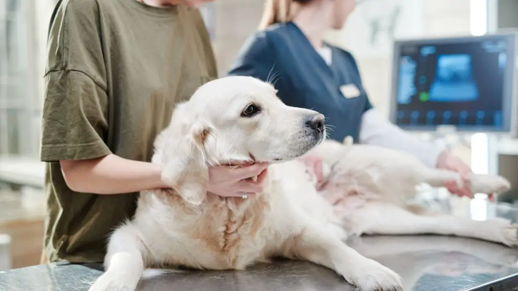 Dog Breeds Most Prone to Cancer