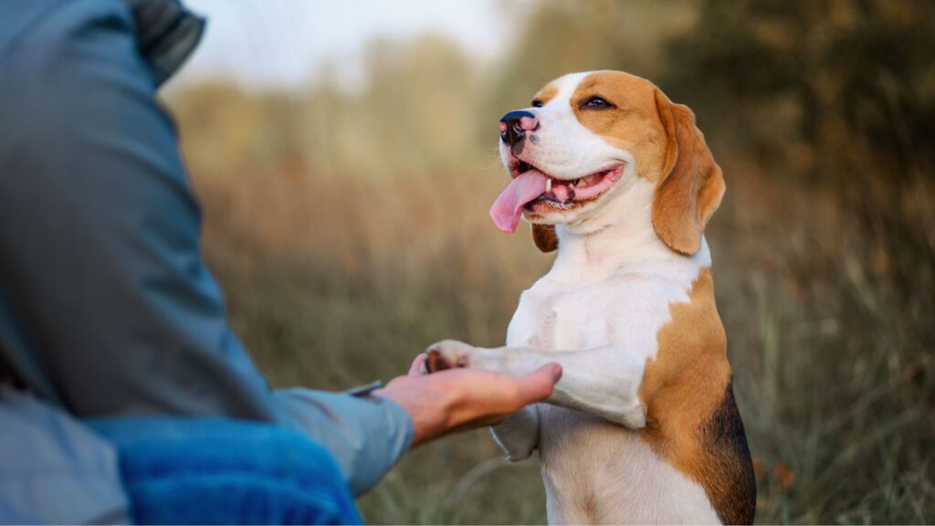 Dog Breeds That Will Melt Your Heart with Their Love